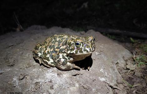 Bufus Balearicus (foto concessa, M.Marrosu)
