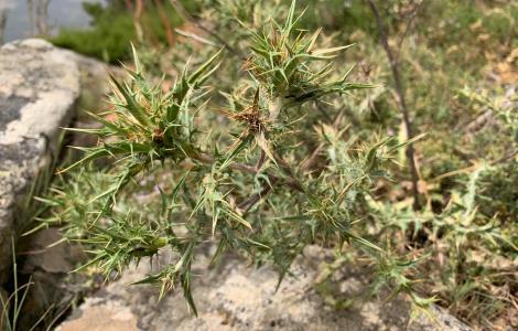 Carlina corimbosa, Santa Vittoria di Esterzili (foto A.Boi)