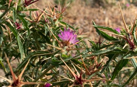 Centaurea calcitrapa - foto Alessandra Boi