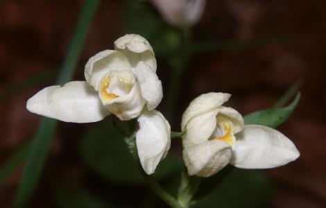 Cephalanthera_damasonium_foto Wikimedia di Bernd Haynold