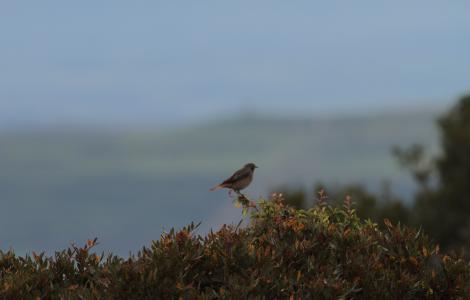 Codirosso presso Siddi (foto Alberto Masci)