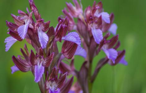 Orchidea farfalla (foto di Cristian Mascia)