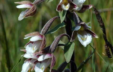"Epipactis palustris (Marsh Helleborine / Moeraswespenorchis) 0461" by Bas Kers (NL) is licensed under CC BY-NC-SA 2.0 "Epipactis palustris (Marsh Helleborine / Moeraswespenorchis) 0461" by Bas Kers (NL) is licensed under CC BY-NC-SA 2.0