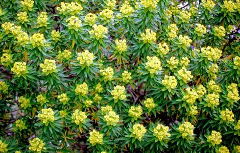 Euphorbia dendroides (foto Brotzu) 2