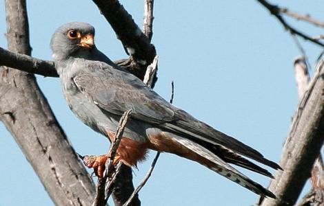 Falco vespertinus (foto di Jutta Luft - WikiMedia, CC BY-SA 3.0)