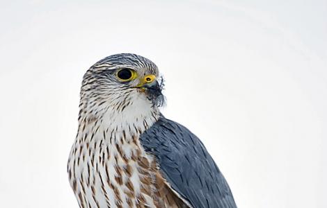 Falco_columbarius (foto CC  wikimedia di Raj Boora from Edmonton, Canada)