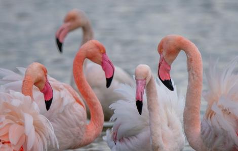 Fenicotteri  - Foto Manuela FA - Arborea S'Ena Arrubia