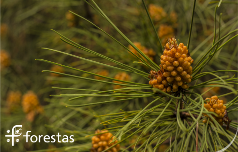 Foto-simbolo pinete Forestas (autore Cristian Mascia)