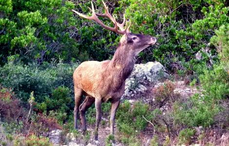 Cervo Sardo tra la macchia di corbezzoli, a Villasalto (Forestas, settembre 2019)