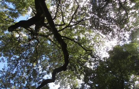 bosco di Tuviois, uno scorcio