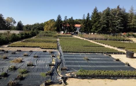 Vivaio Sorgono (foto M.CAredda)