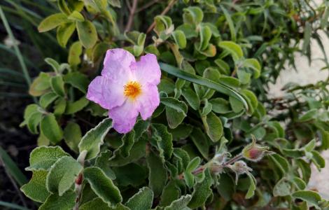 Cisto in fiore Cisto in fiore