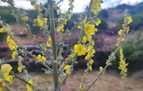 Verbasco (foto A.Saba) Verbasco (foto A.Saba)