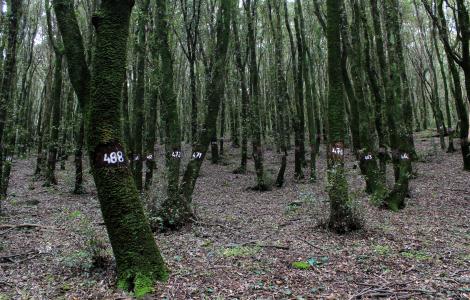 Area Forestale martelloscopio, presso Monte Arci