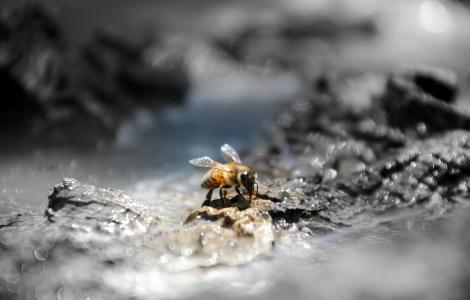 Ape in primo piano (foto Forestas)