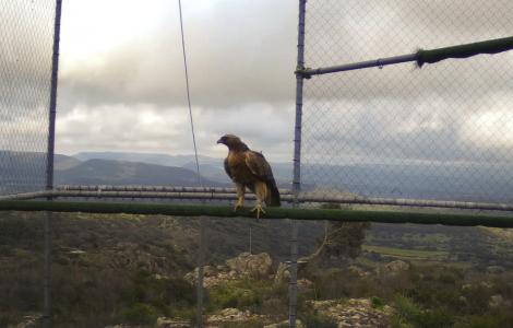 Isabella visita la voliera bosana Isabella visita la voliera bosana