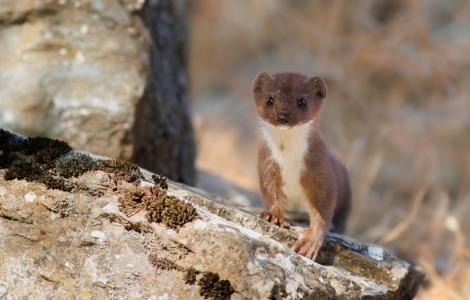 donnola- concessa dal fotografo naturalista Giuseppe Fadda