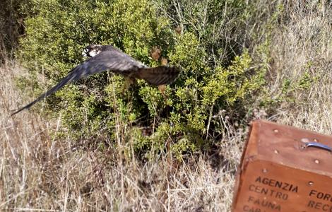 LIBERAZIONE FALCO PELLEGRINO 3 SETTEMBRE 1.j