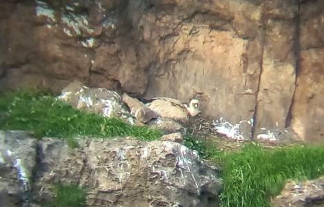 LIFE Safe for Vultures - il nido in cui è avvenuta la deposizione