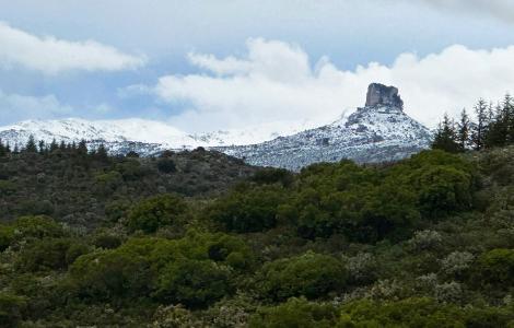 Liana neve (foto Gianluca DOA, AFNI Sardegna) Liana neve (foto Gianluca DOA, AFNI Sardegna)