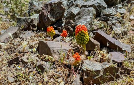 Arum pictum