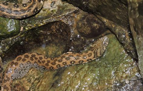 Natrix maura (foto di Fabio Cherchi per il Parco Molentargius)