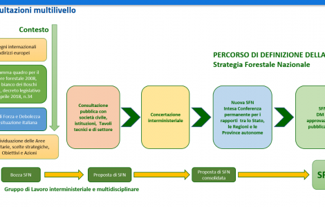 Percorso definizione strategia forestale nazionale