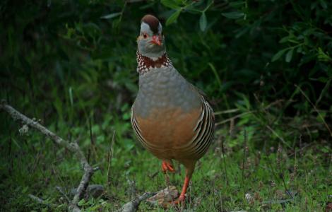 Pernice Sarda (Alectoris barbara )  foto concessa da Gianni Sirigu