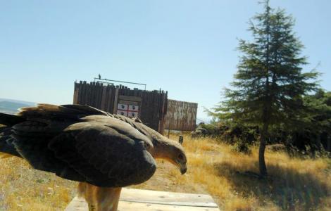 Primo piano su posatoio mobile - ph.a Saverio Biddau e Roberto Pisanu.jpeg Primo piano su posatoio mobile - ph.a Saverio Biddau e Roberto Pisanu.jpeg