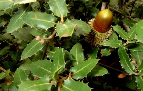 Quercus coccifera (spinosa)