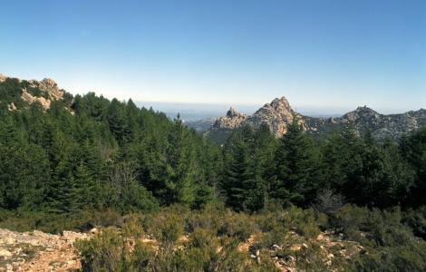 Rimboschimento con parcelle di abeti bianchi di 30 anni