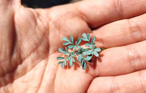 Ruta presso Monte Barlao (Gonnesa) - foto A.Saba_.jpg