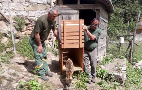 Trasferimento in areale di Monatrbu Seui in recinto di ambientamento