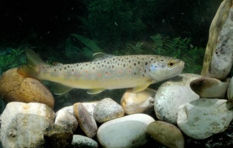 Trota-fario-Salmo-trutta-Foto-di-Massimo-Lorenzoni