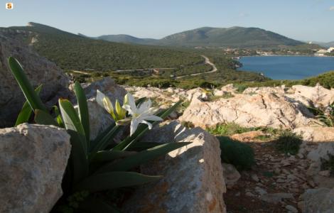 Porto Conte - panoramica