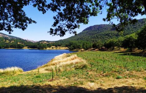 panoramica dell'impianto a frutteto nel cantiere di Gusana (foto F.Orrù)