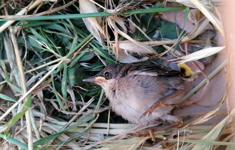 Piccolo passerotto caduto dal nido