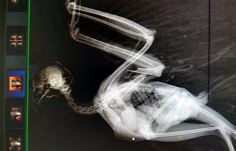 Gufo impallinato dic 2020 Gufo impallinato dic 2020