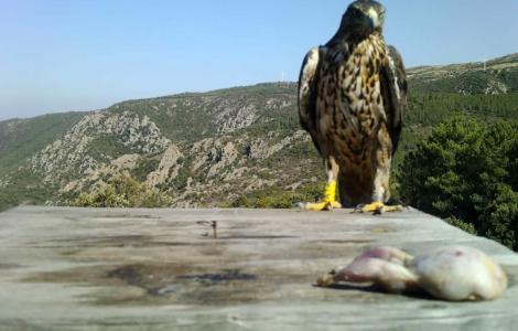 Pratteri, l'Aquila di Bonelli al suo terzo anno di vita, sul posatoio con lo sguardo sulla carne disponibile Pratteri, l'Aquila di Bonelli al suo terzo anno di vita, sul posatoio con lo sguardo sulla carne disponibile