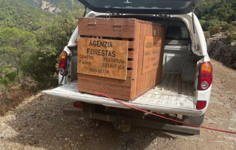 Il mezzo e utilizzato per il trasporto dell'aquila liberata sul linas 23.9.21 Il mezzo e utilizzato per il trasporto dell'aquila liberata sul linas 23.9.21