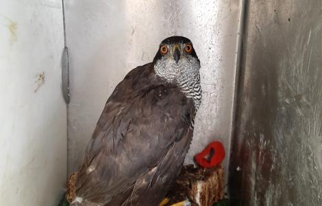 L'astore di Desulo ricoverato il 29.10.21 a Bonassai L'astore di Desulo ricoverato il 29.10.21 a Bonassai