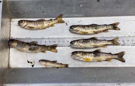 Le piccole trote rinvenute (foto M.Manca Forestas )