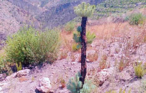 Il pino delle Canarie, come la Sughera, è una specie resistente al fuoco