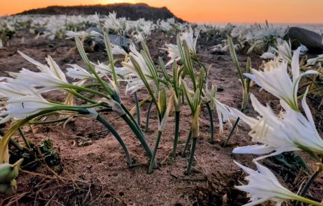 Fioritura di gigli di mare a Capo Pecora, Foto Claudia Incani