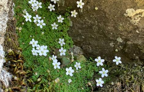 Arenaria Balearica (foto a Esterzili di Alessandra Boi) Arenaria Balearica (foto a Esterzili di Alessandra Boi)