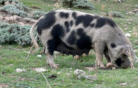 suini al pascolo brado in Supramonte - archivio Forestas