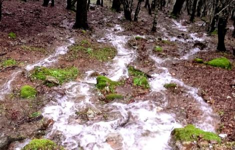 Fenomeno della corrivazione su terreno boscato, lecceta a Villagrande Strisaili, foto M.Puxeddu Fenomeno della corrivazione su terreno boscato, lecceta a Villagrande Strisaili, foto M.Puxeddu
