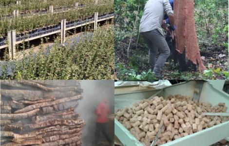 Workshop Sughericoltura