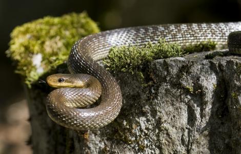 Zamenis_longissimus (foto di FelixReimann, WIKIMEDIA CC BY SA)