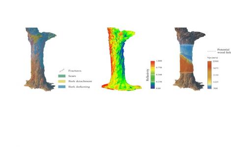Modello 3d del tronco, dall'elaborazione dei dati per individuare la superficie di rottura del tronco Modello 3d del tronco, dall'elaborazione dei dati per individuare la superficie di rottura del tronco
